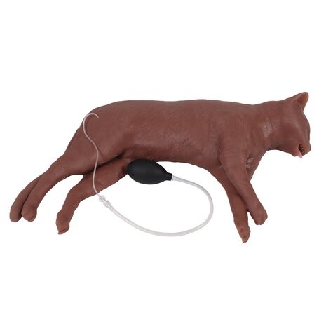CHAT D'EXERCICE REANIMATION CAPPER