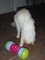 PIPOLINO VERDELER KORRELS KAT BLAUW/GROEN/ROZE