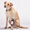 SPALK IV CATHETER GUARD XL