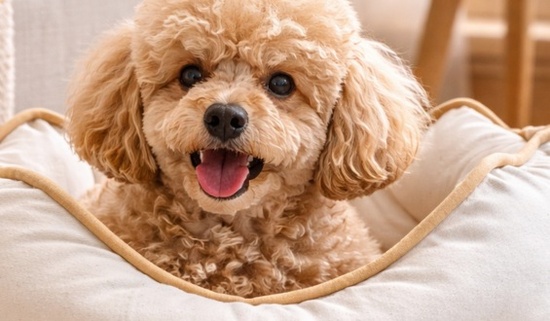 VETOPOP HONDENMAND CONFORT ECOCONCU MAAT M 64x64x25cm